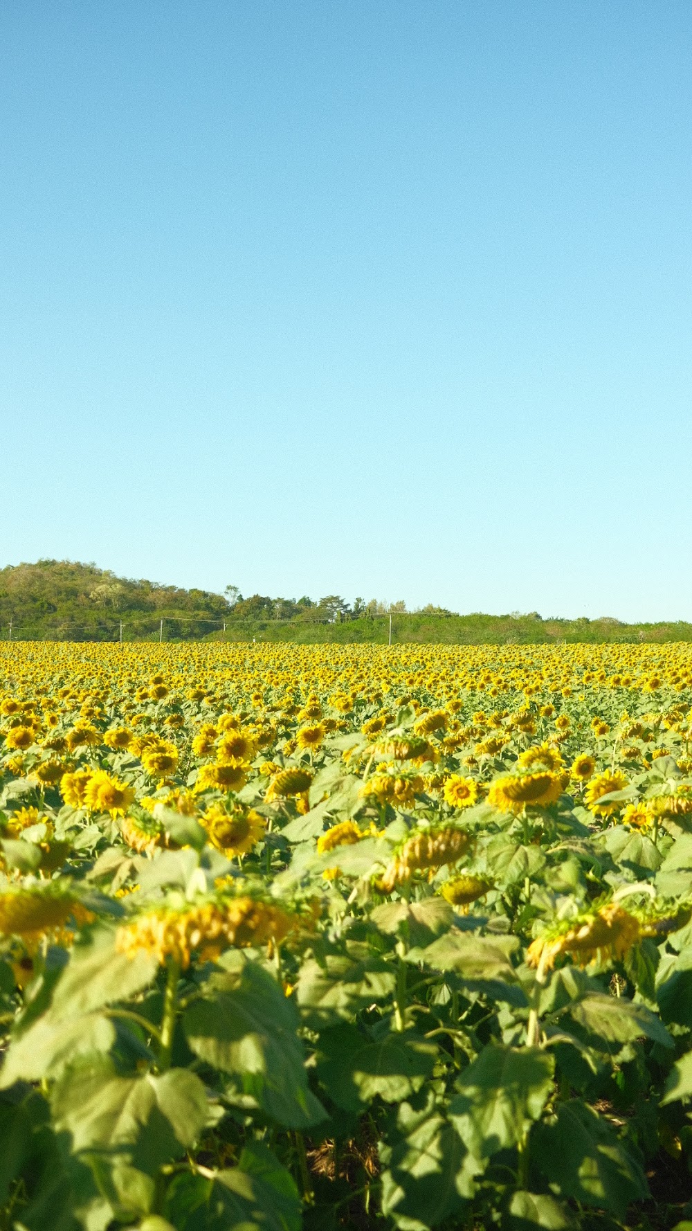 Manee Sorn Sunflower Field