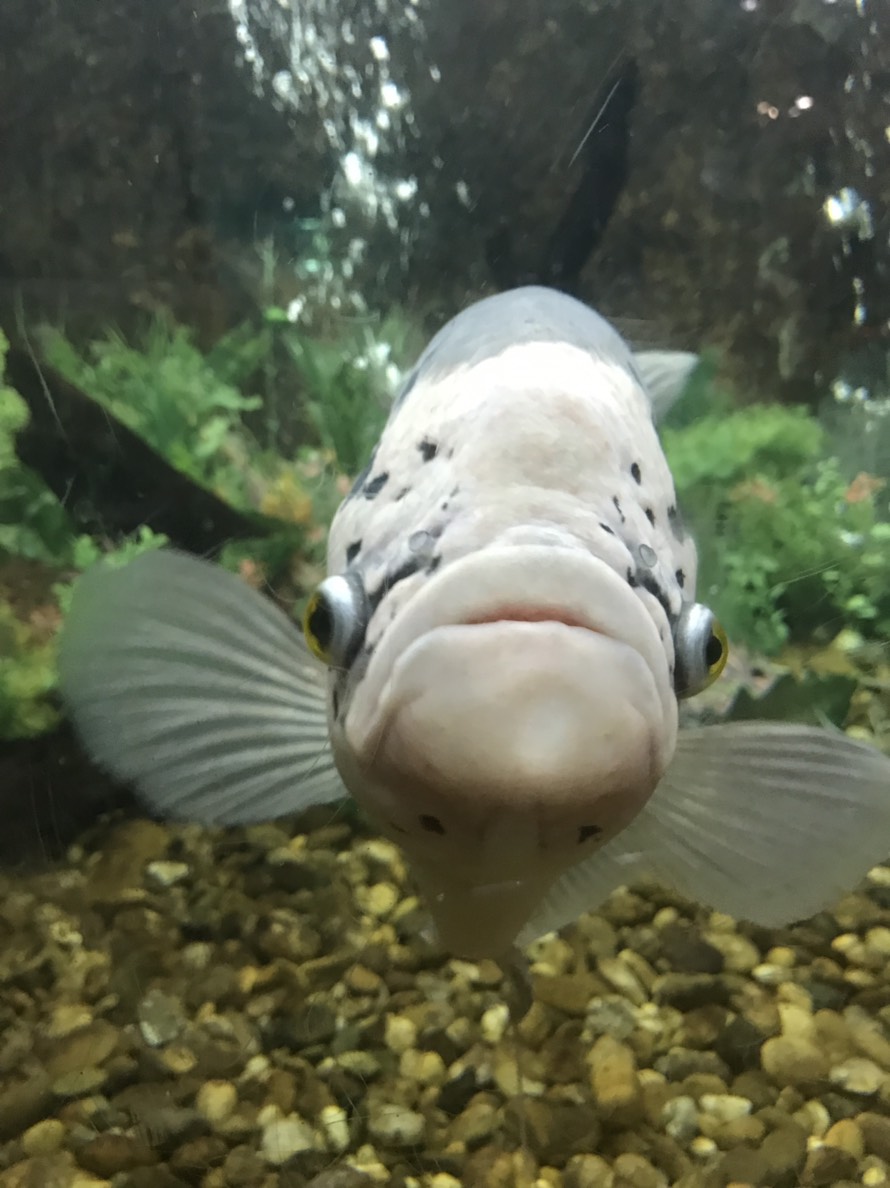 Mueang Roi Et Municipality Aquarium