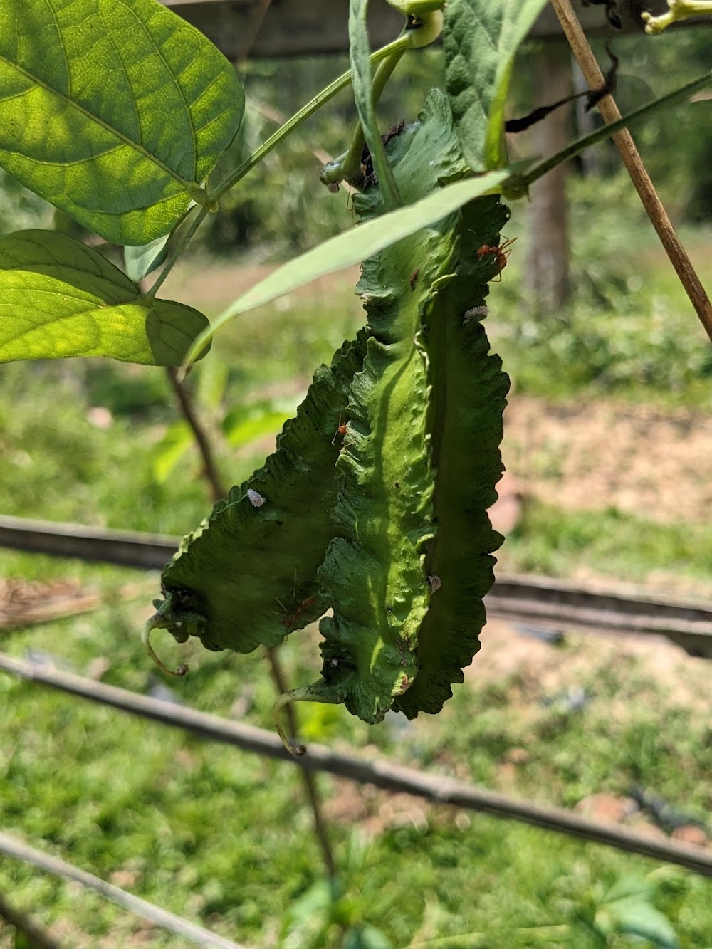 Na Tin Spicy Garden