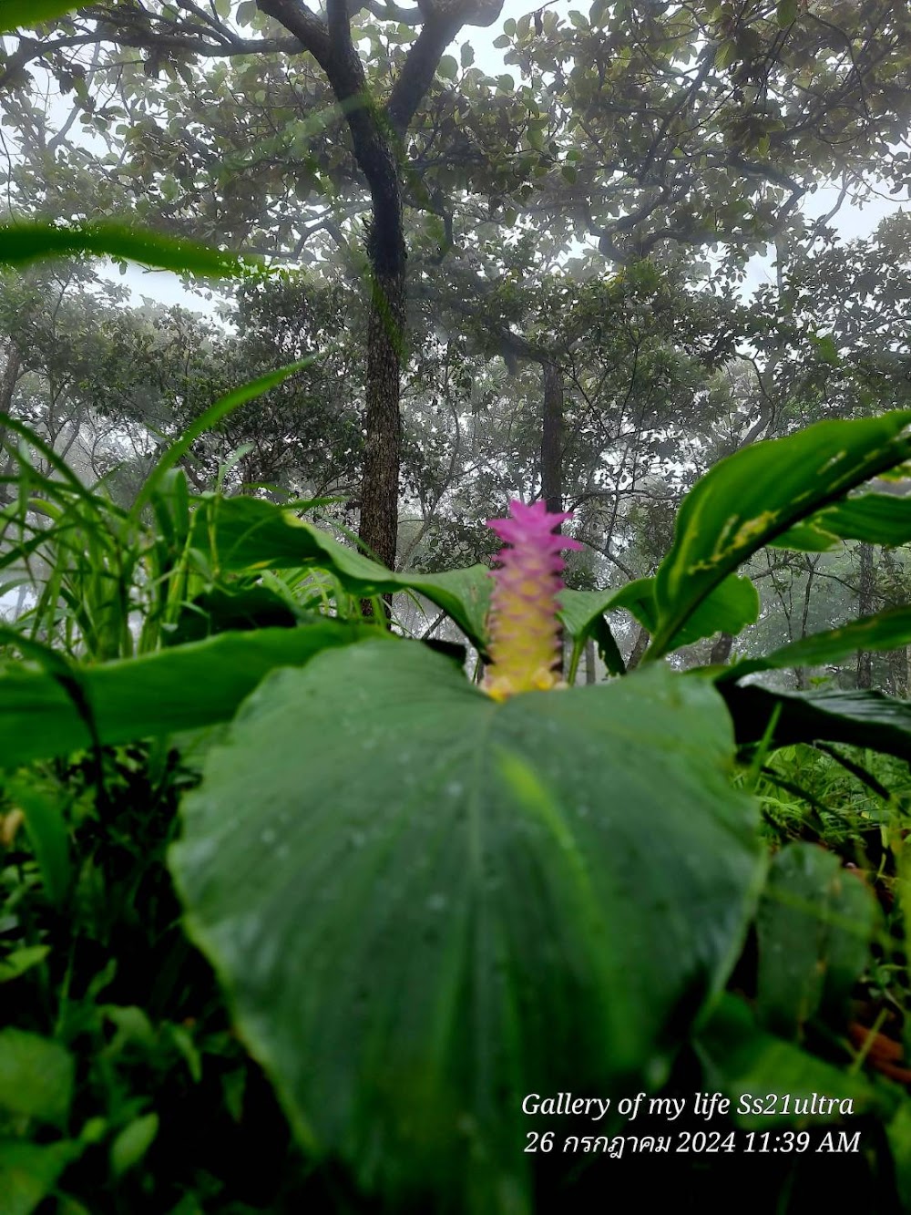Pa Hin Ngam National Park