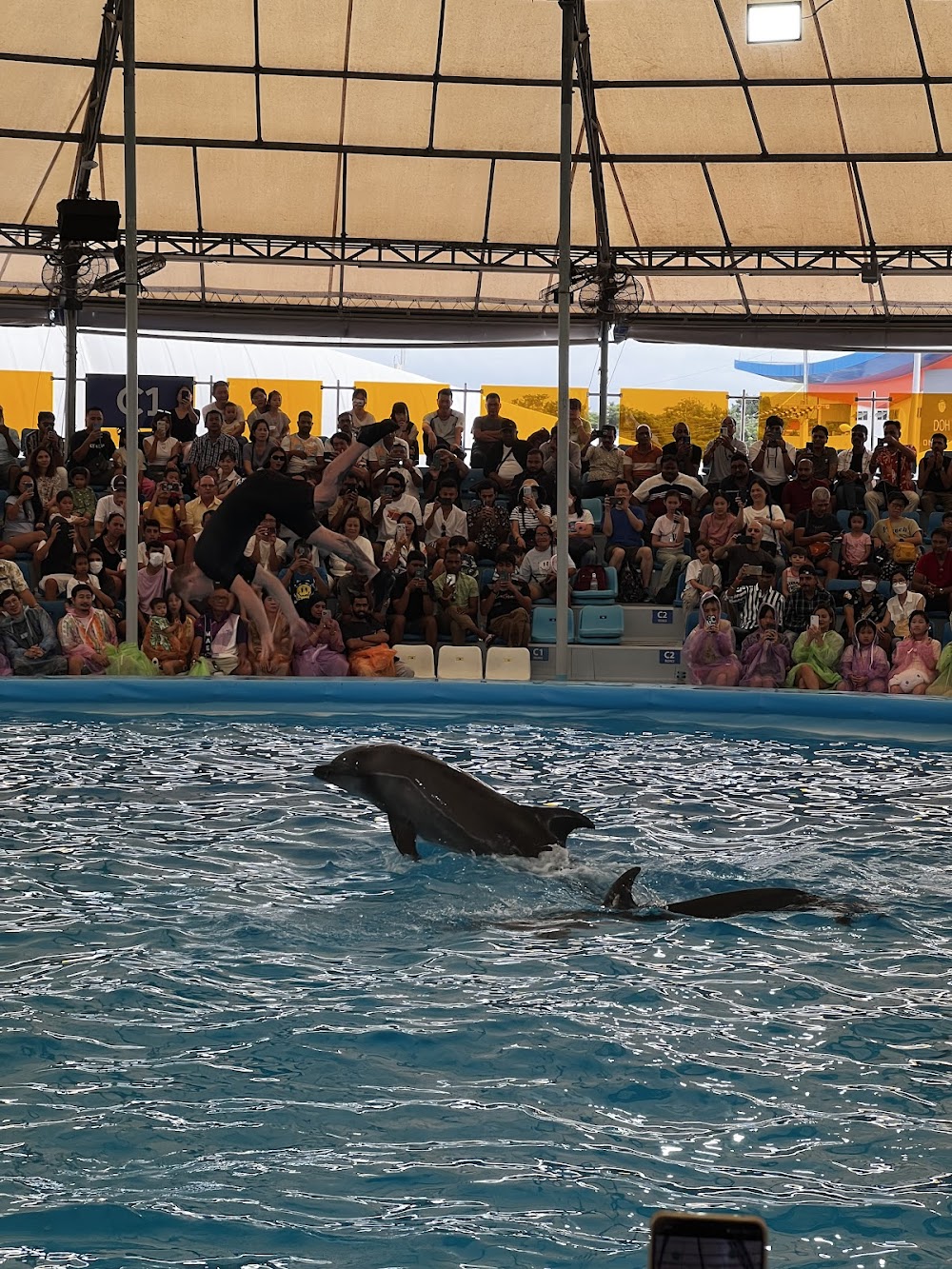 Pattaya Dolphinarium