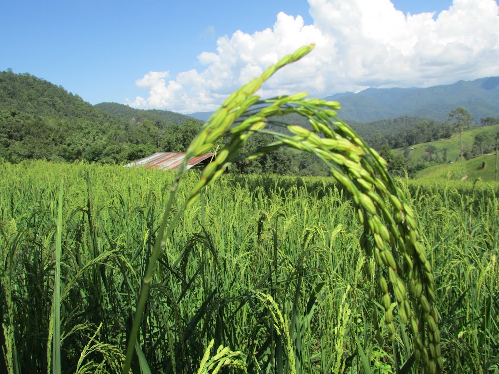 Pha Daeng National Park