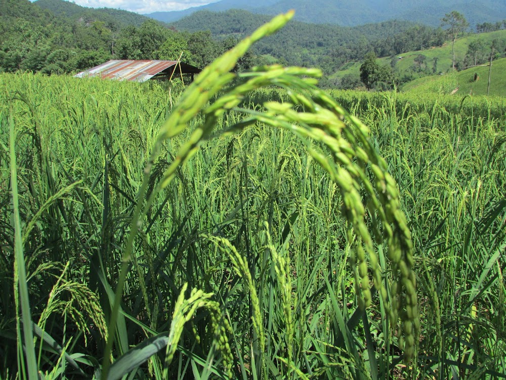 Pha Daeng National Park