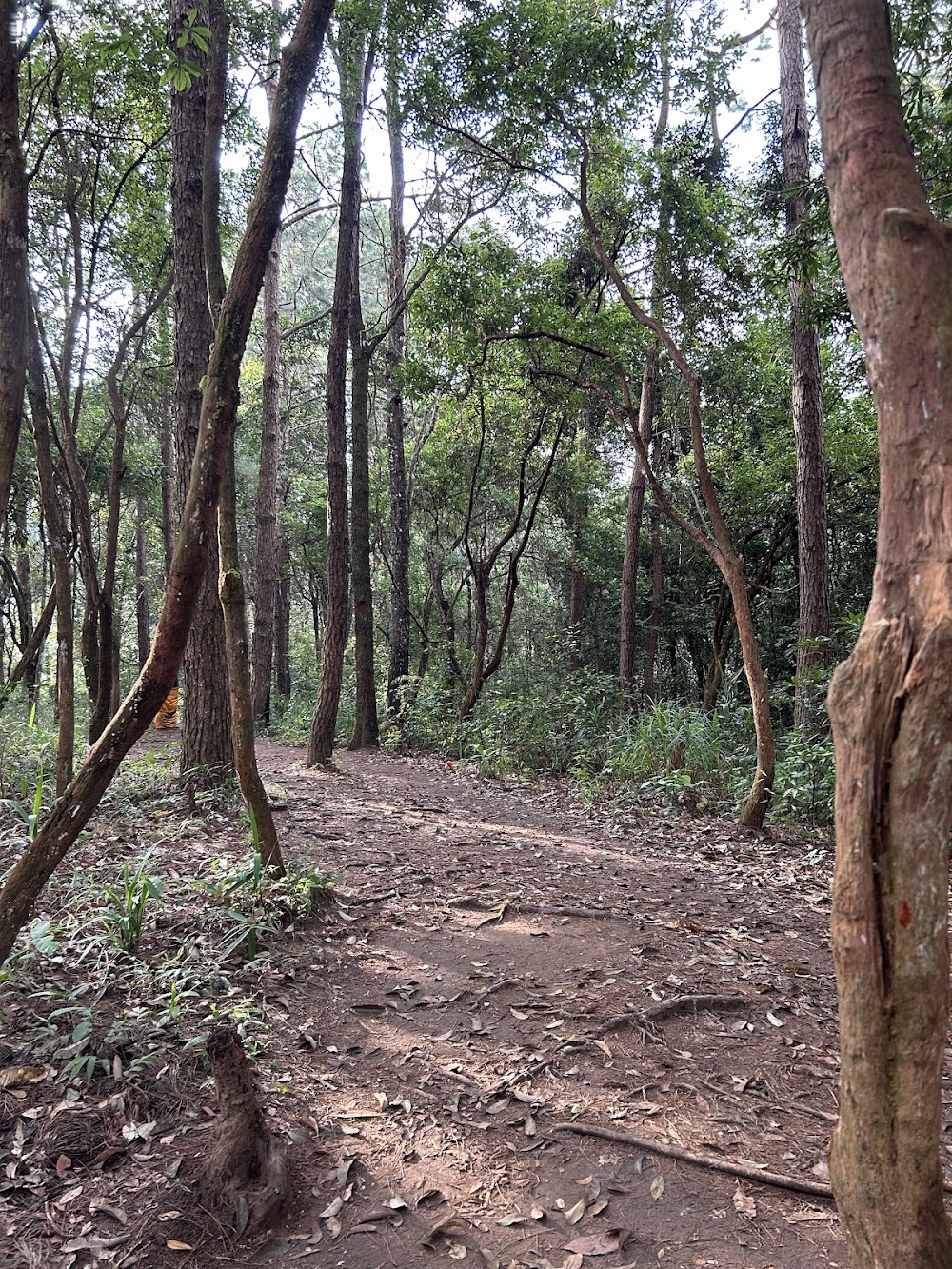 Pha Dok Seaw Waterfall