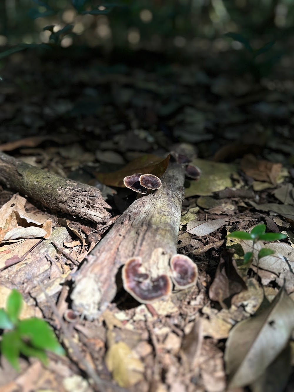 Phu Kradueng National Park