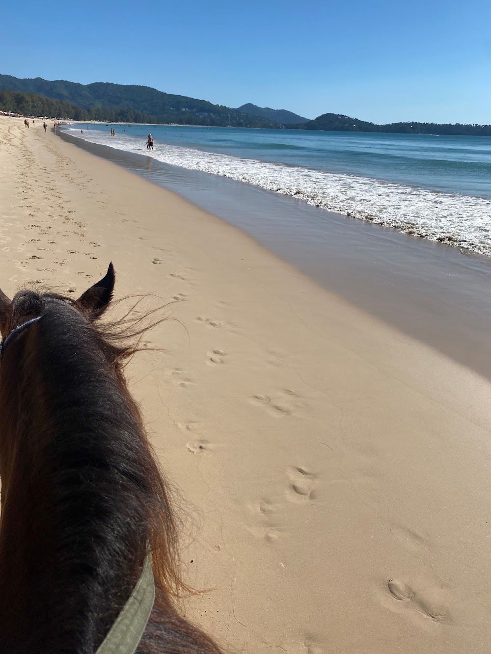 Phuket International Horse Club