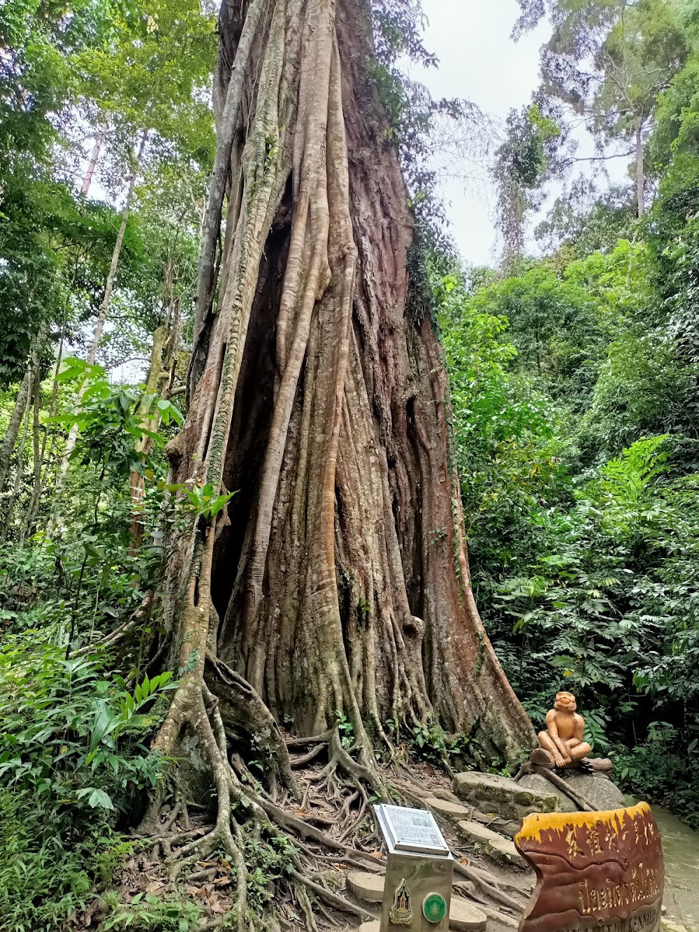 Piyamit Millennium Tree