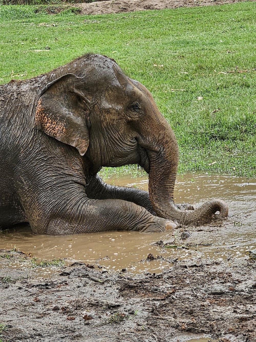 Ran-Tong Save & Rescue Elephant Centre