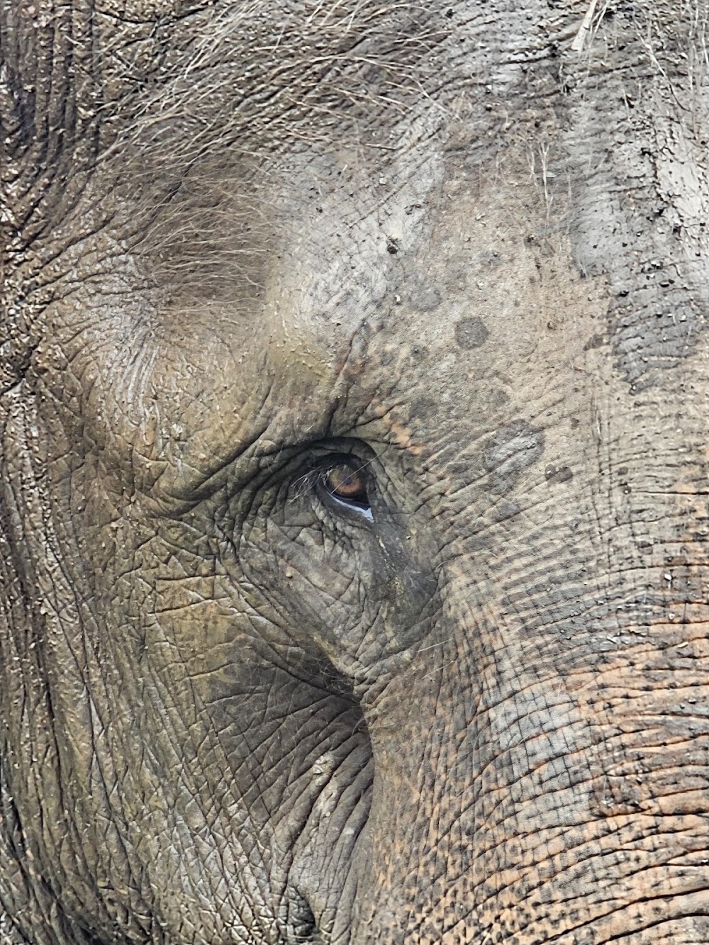 Ran-Tong Save & Rescue Elephant Centre