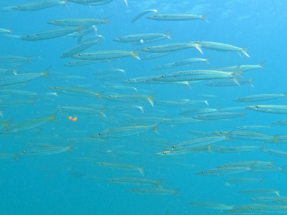 Raya Divers