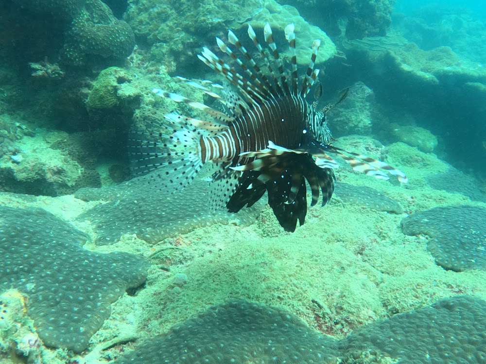 Raya Divers