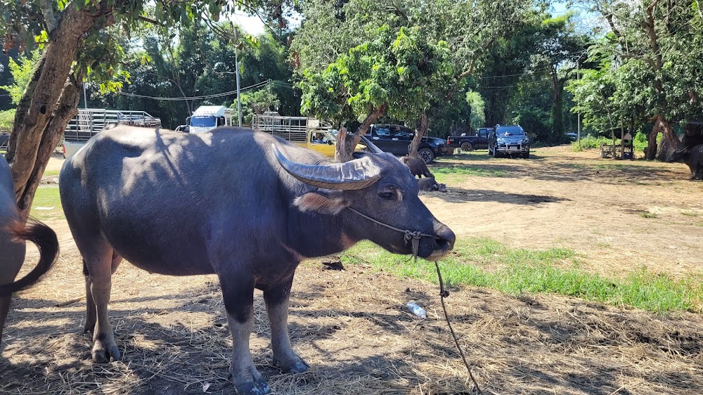 Sanpatong buffalo market