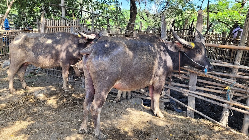 Sanpatong buffalo market