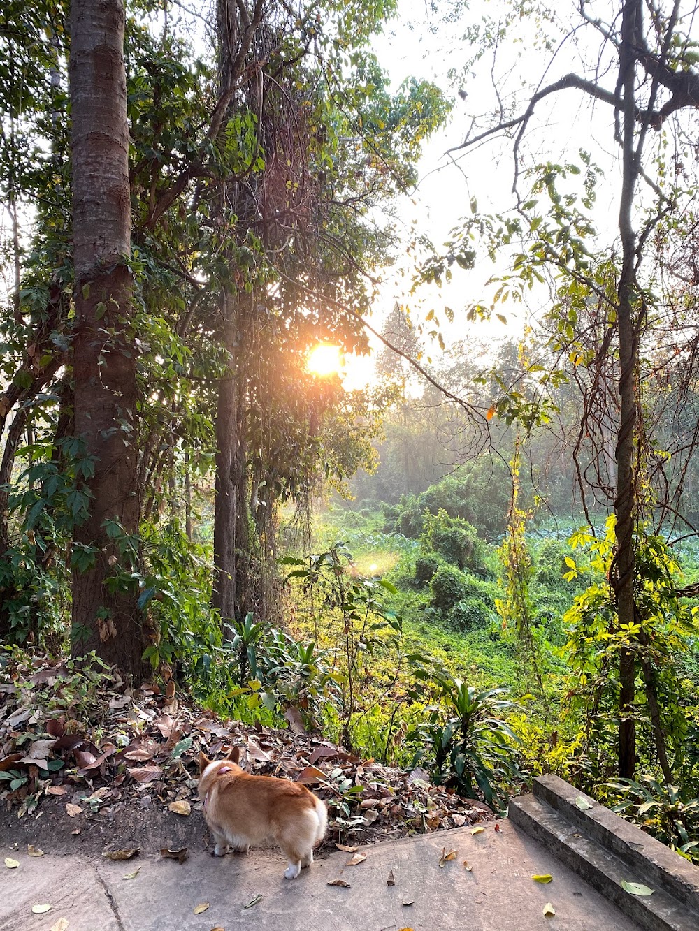 Sappraiwan Elephants Sanctuary