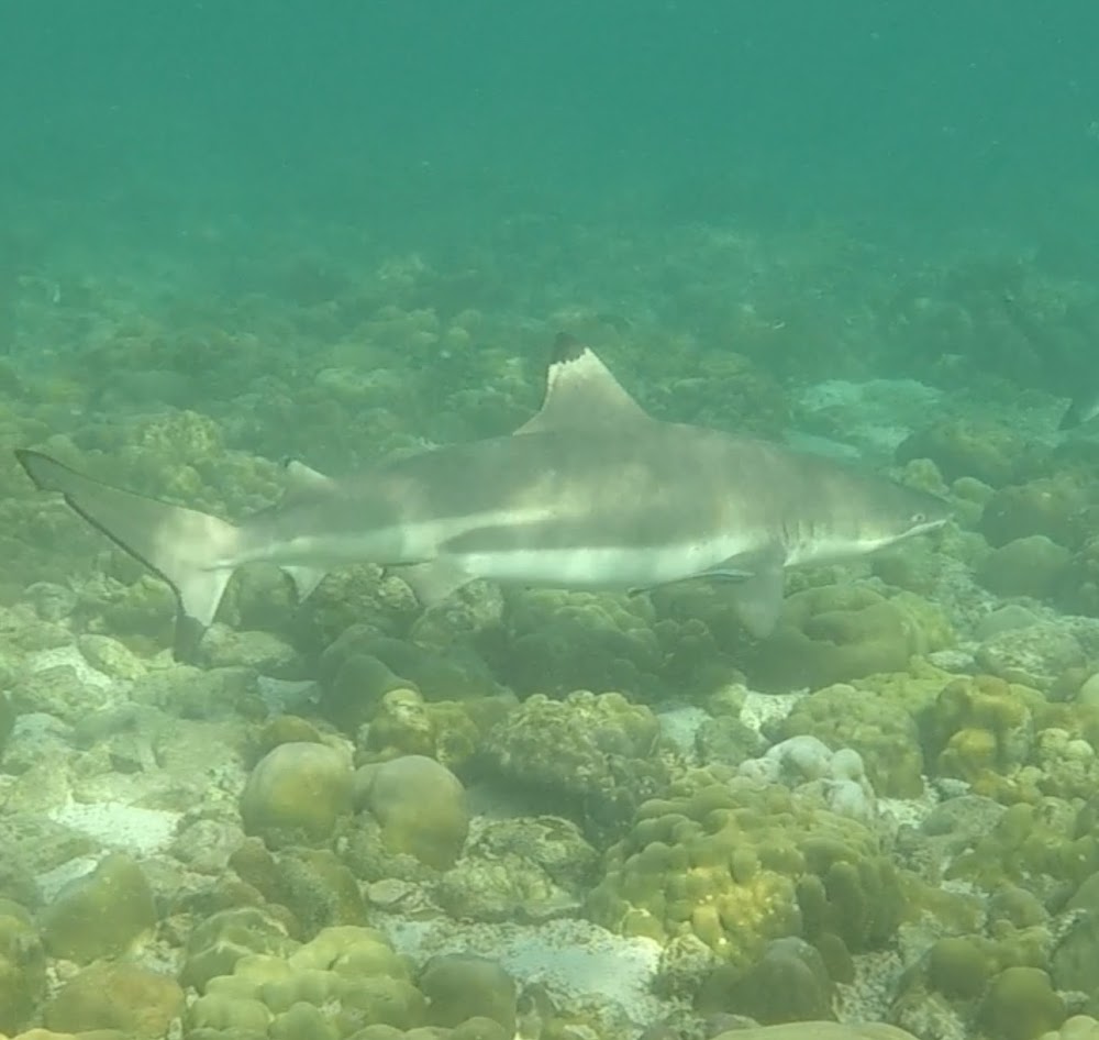 Shark Point