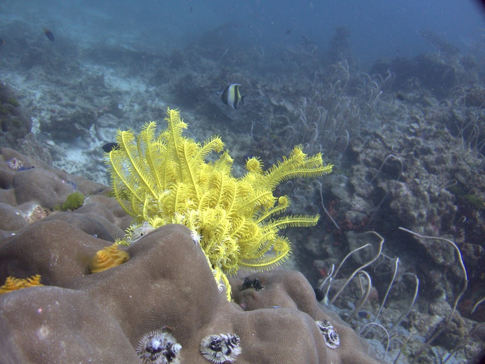 South Siam Divers