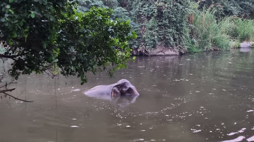 Thai Elephant Conservation Center