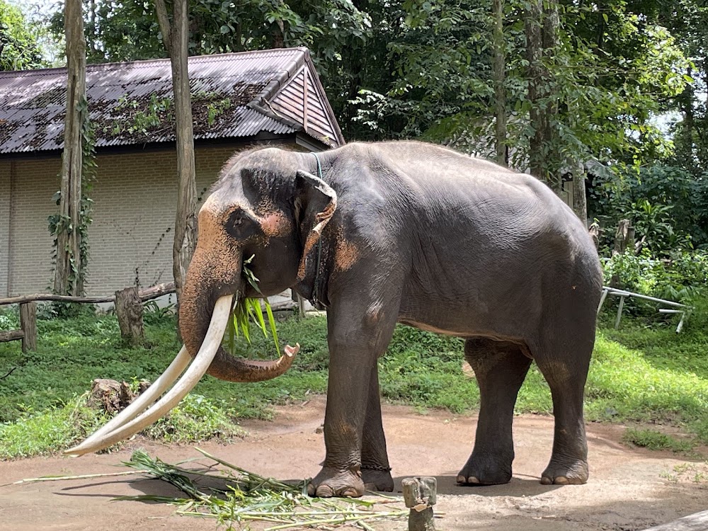 Thai Elephant Conservation Center