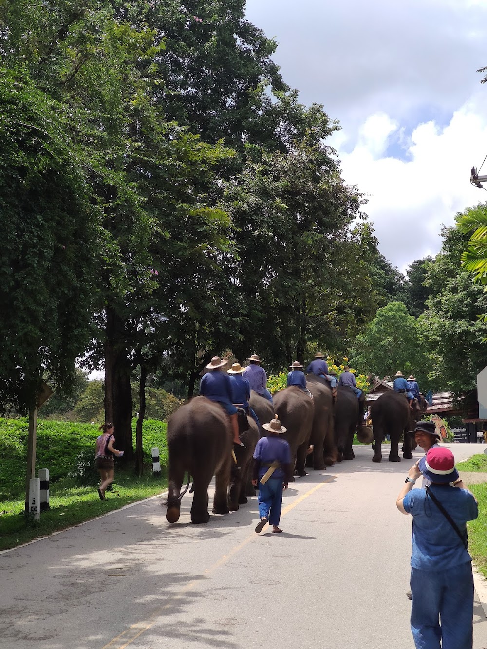 Thai Elephant Conservation Center