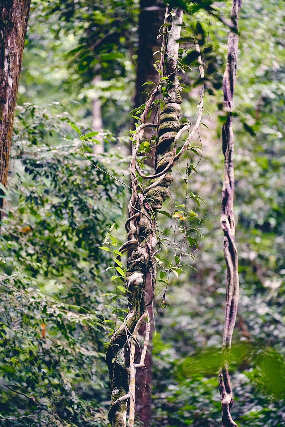 Thansadej Koh Phangan National Park