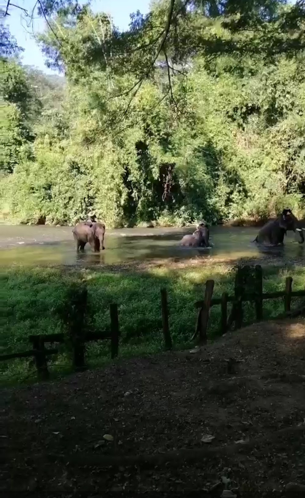 The Elephant Training Center Chiang Dao