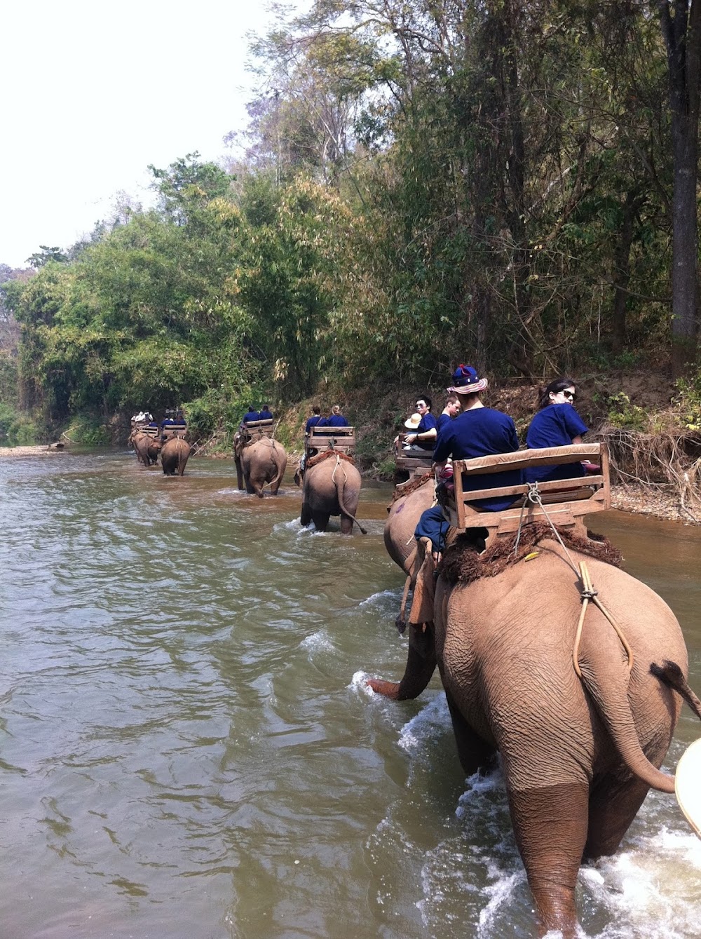 The Elephant Training Center Chiang Dao