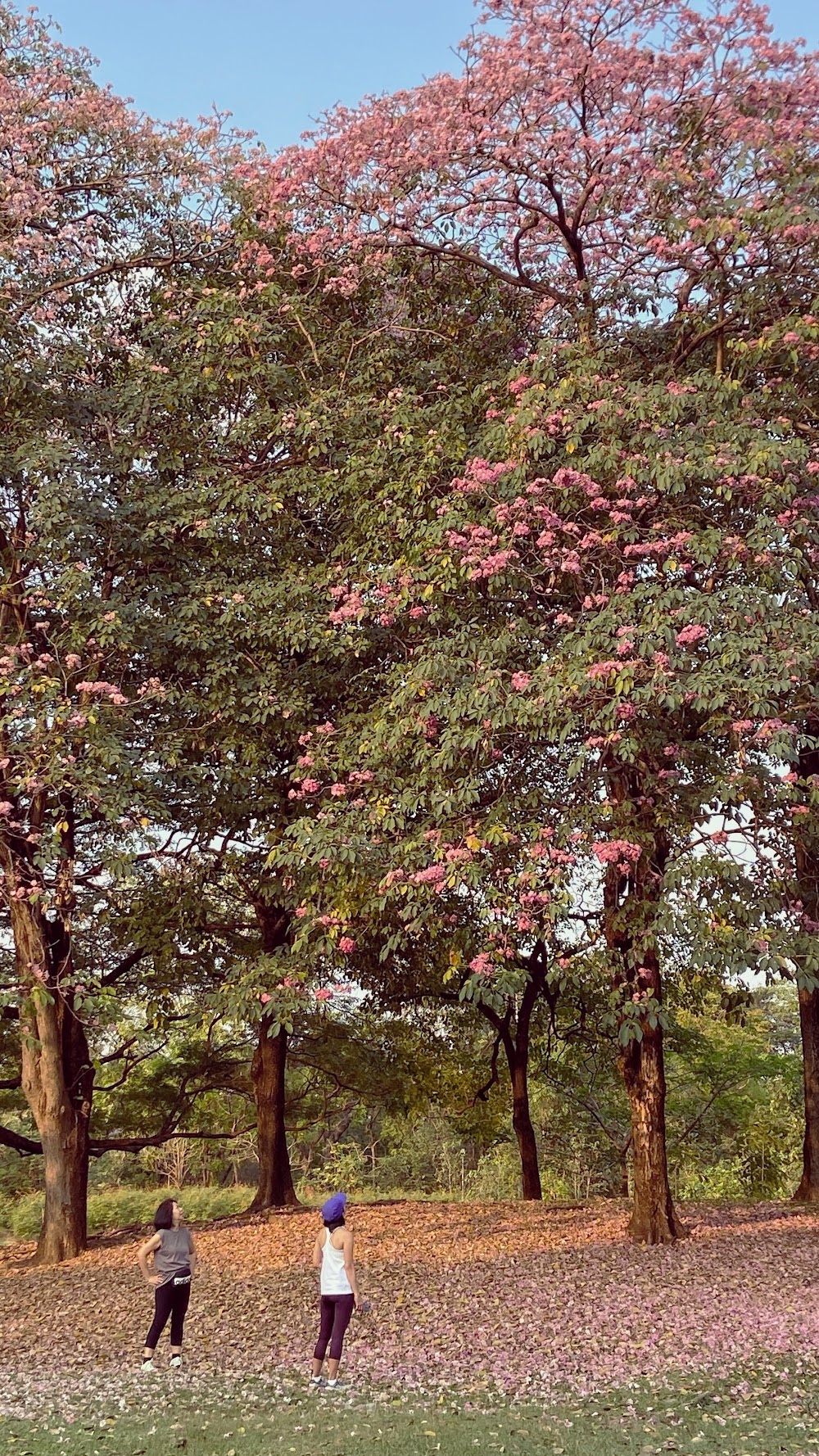 Wachira Benchathat Park (Rot Fai Park)