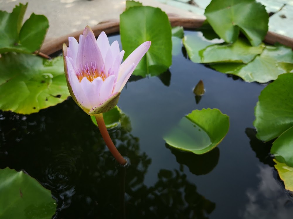 Wat Bang Khae Noi