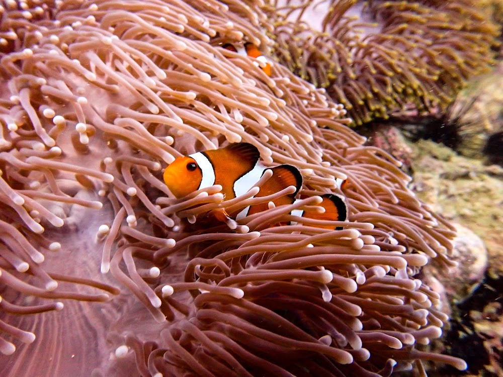 Aussie Divers Phuket