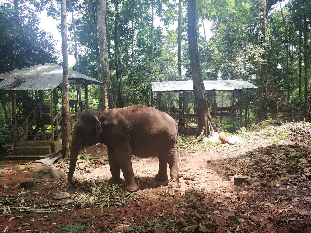 Ban Chang Thai – Elephant Camp