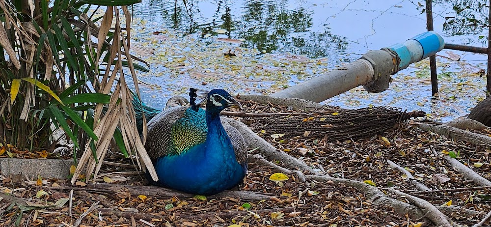 Chainat bird park