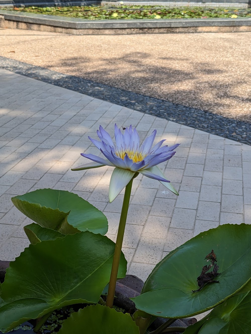 Chatuchak Park