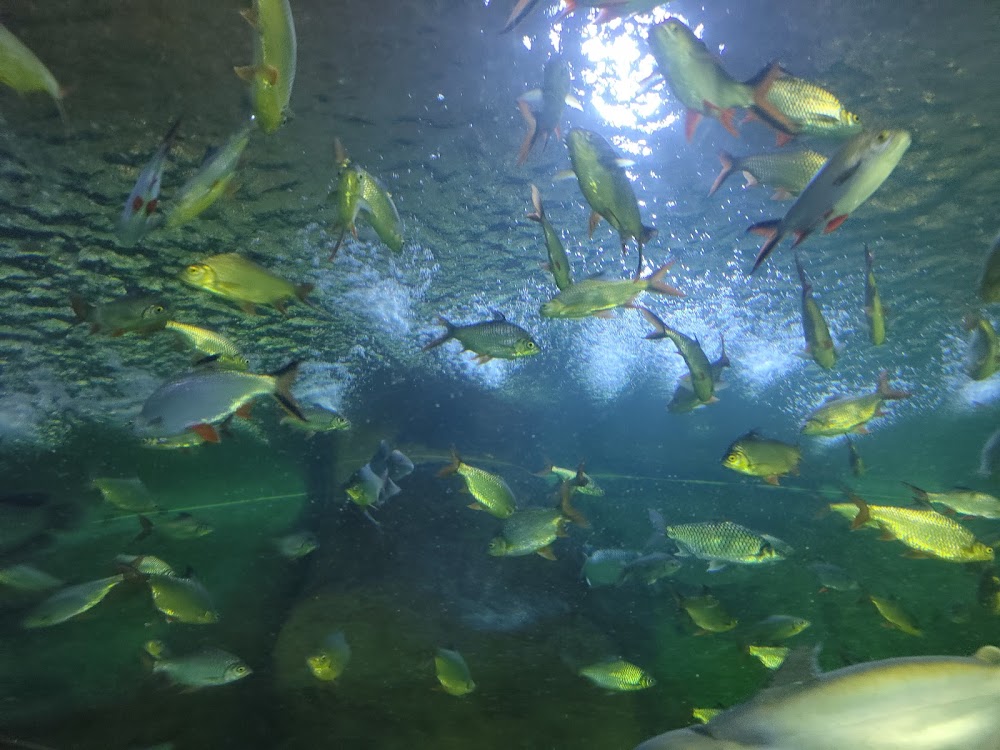 Chiang Mai Zoo Aquarium