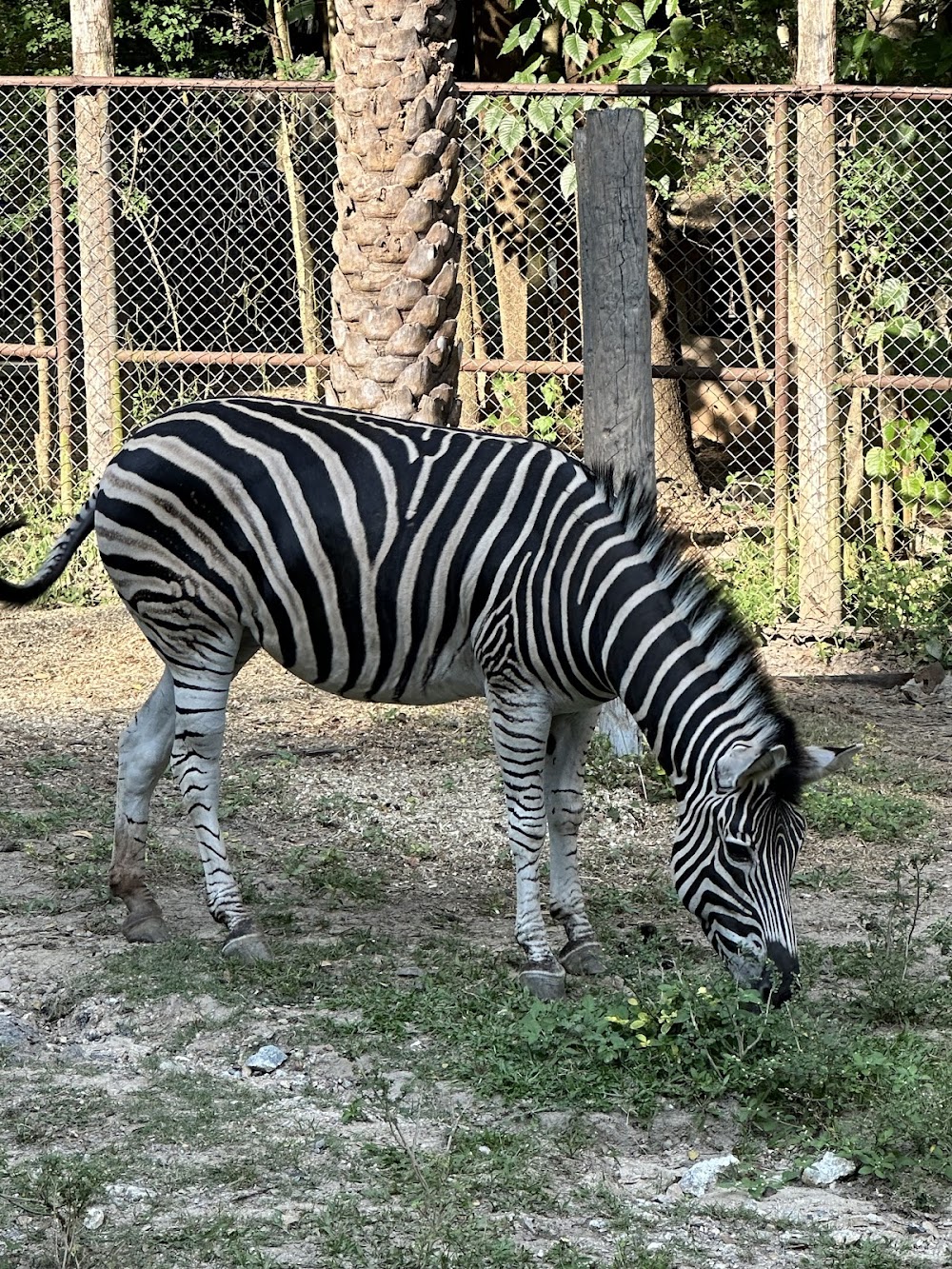 Chiang Mai Zoo