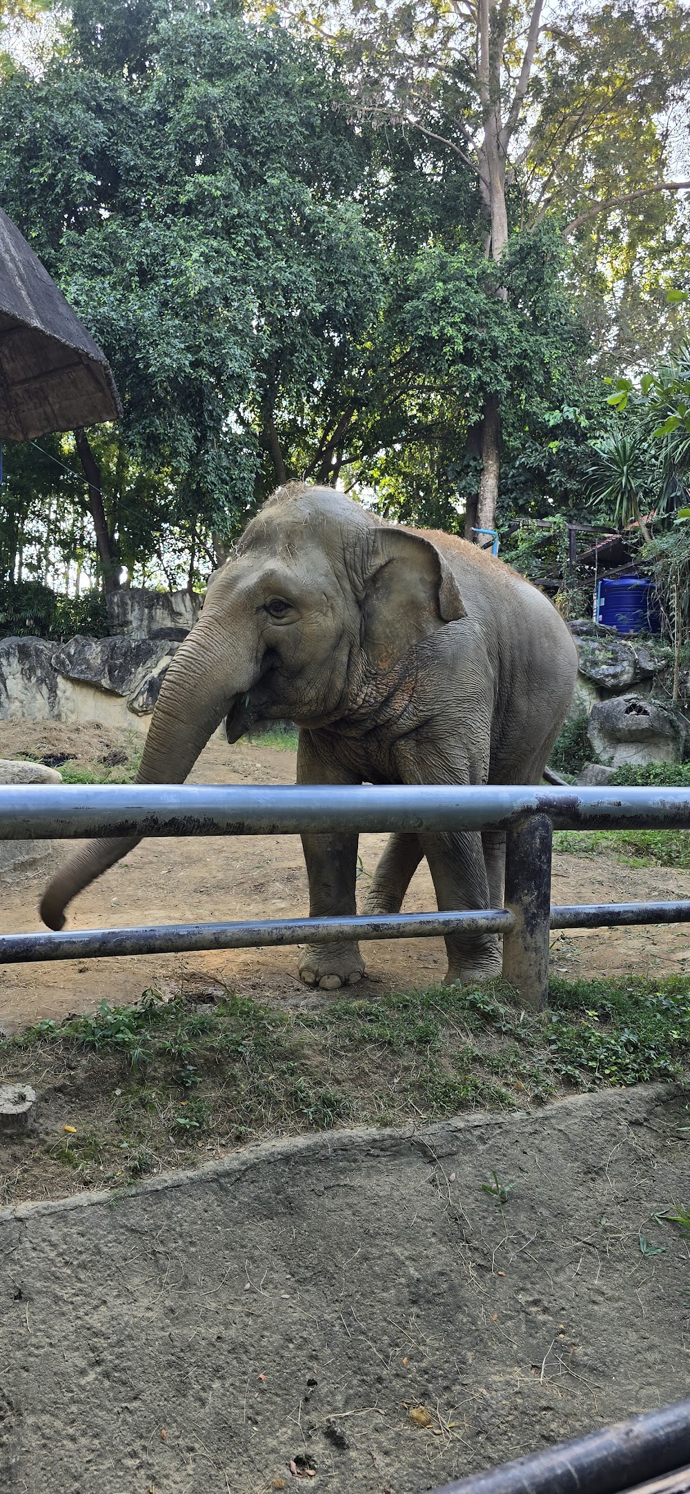 Chiang Mai Zoo