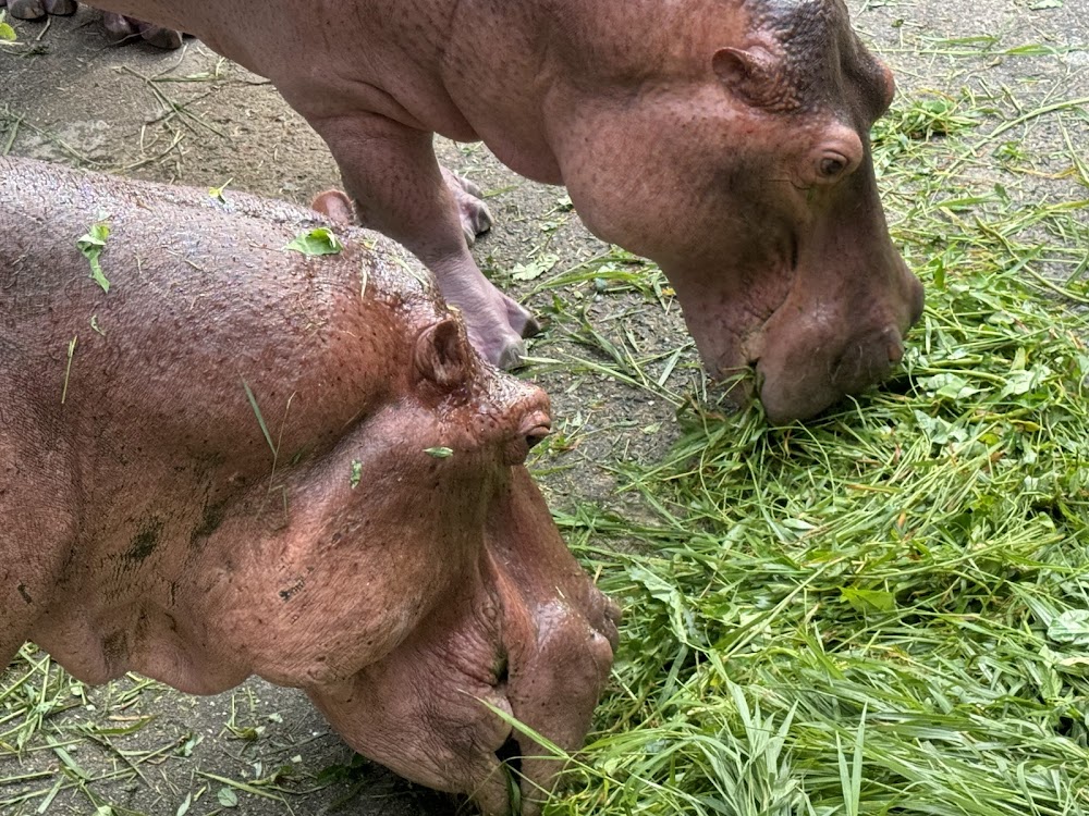 Chiang Mai Zoo