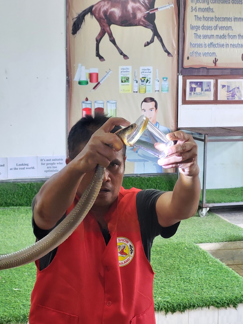 Cobra Show