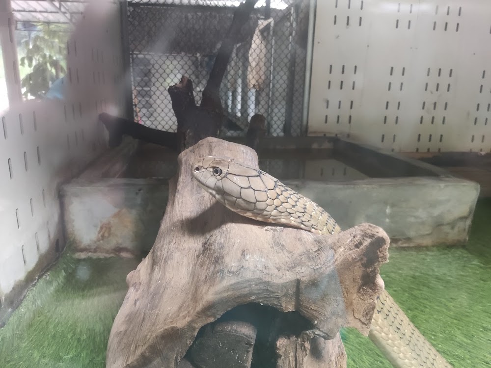 Cobra Show