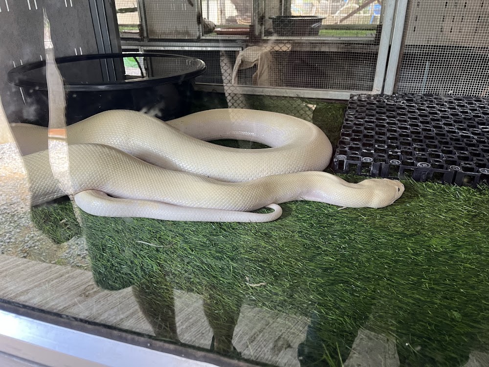 Cobra Show