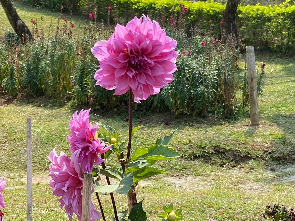 Doi Tung Palace