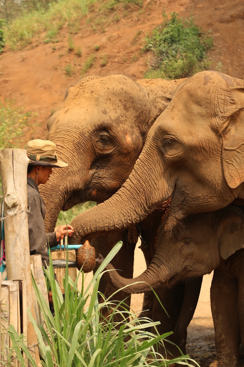 Elephant Family Care