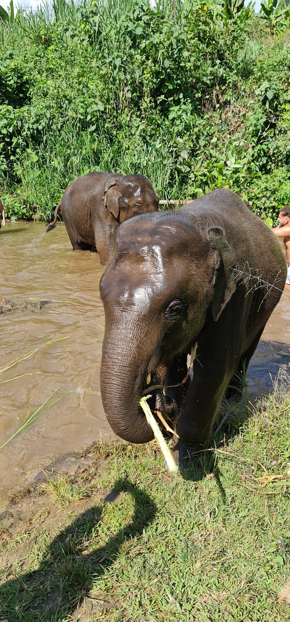 Elephant Family Care