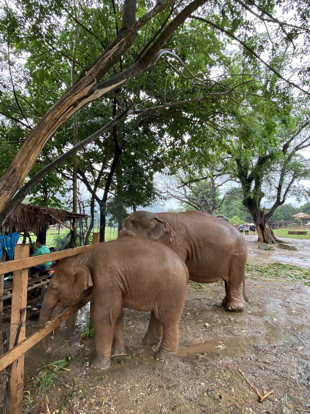 Elephant Nature Park
