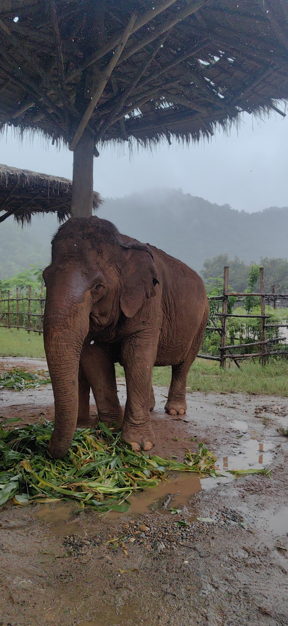 Elephant Nature Park