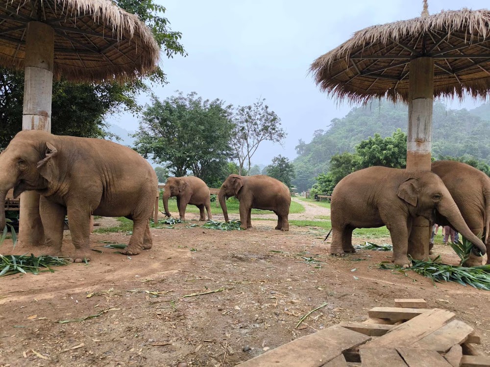 Elephant Nature Park