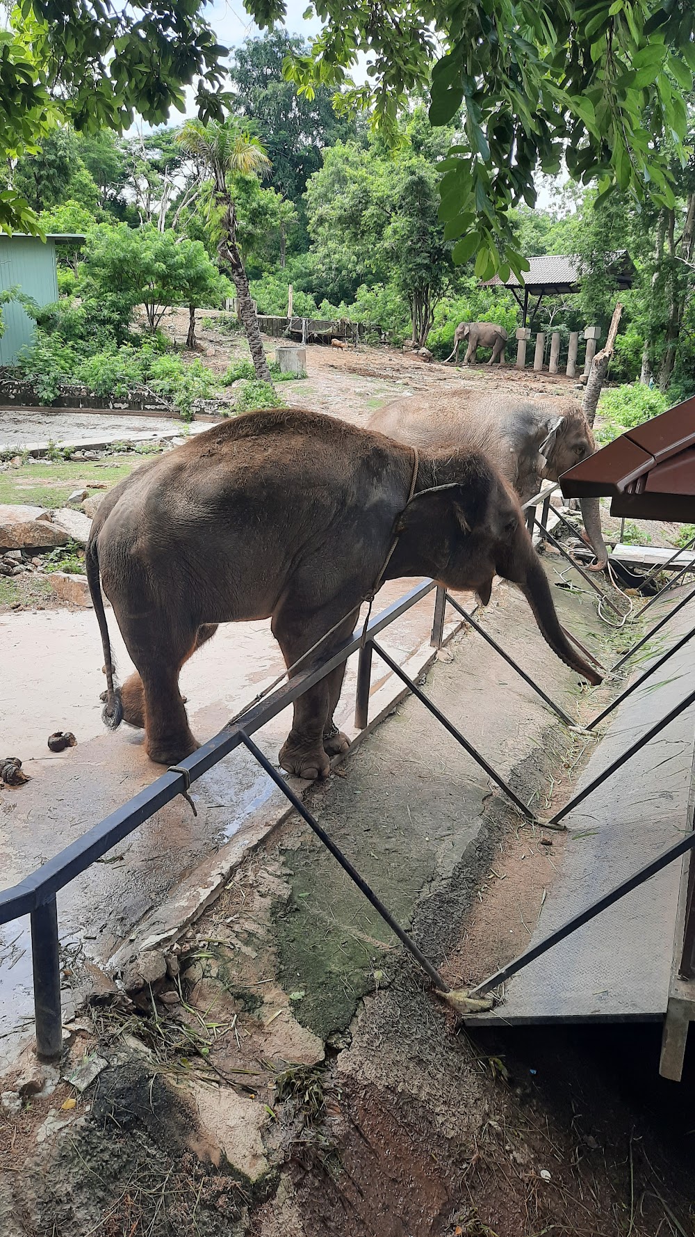 Friends of the Asian Elephant