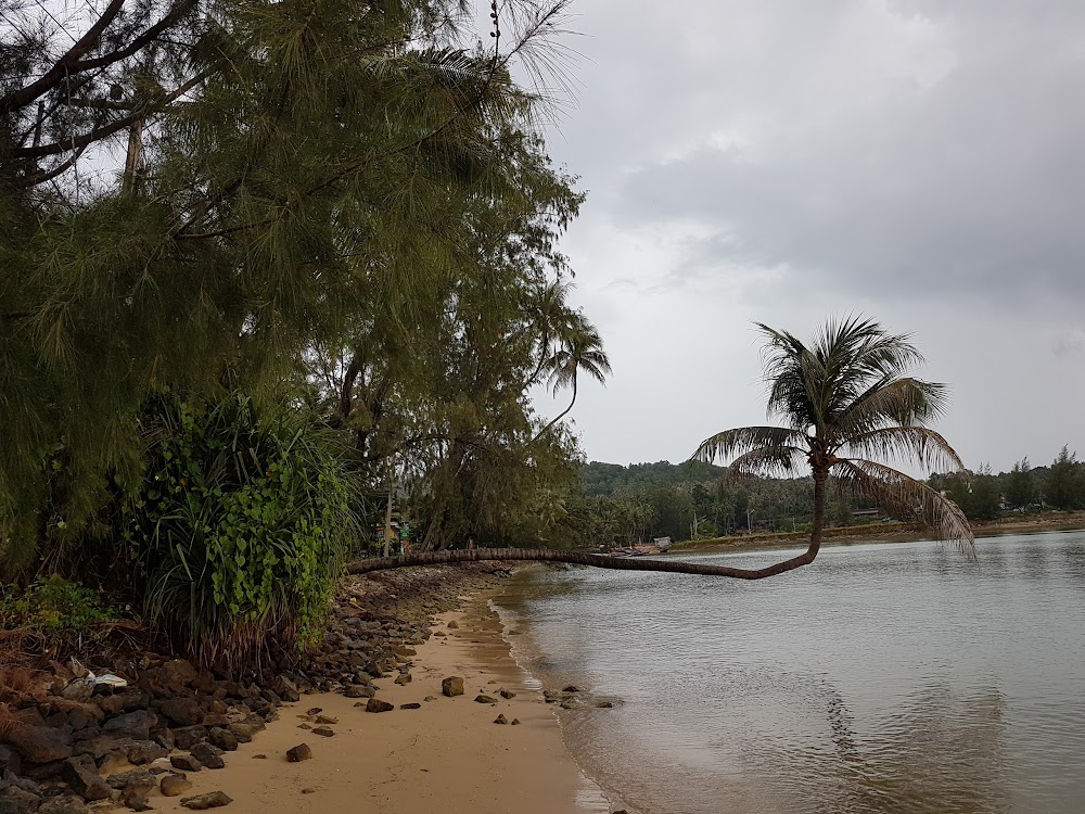 Hanging Palm Tree