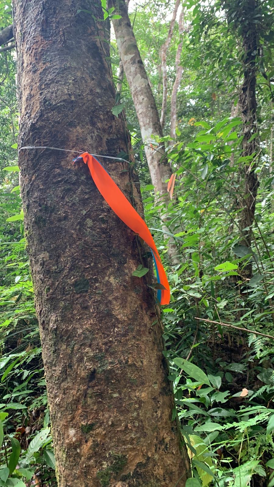 Khao Phra Thaeo National Park