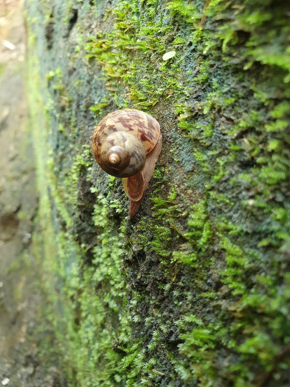 Khao Phra Thaeo National Park