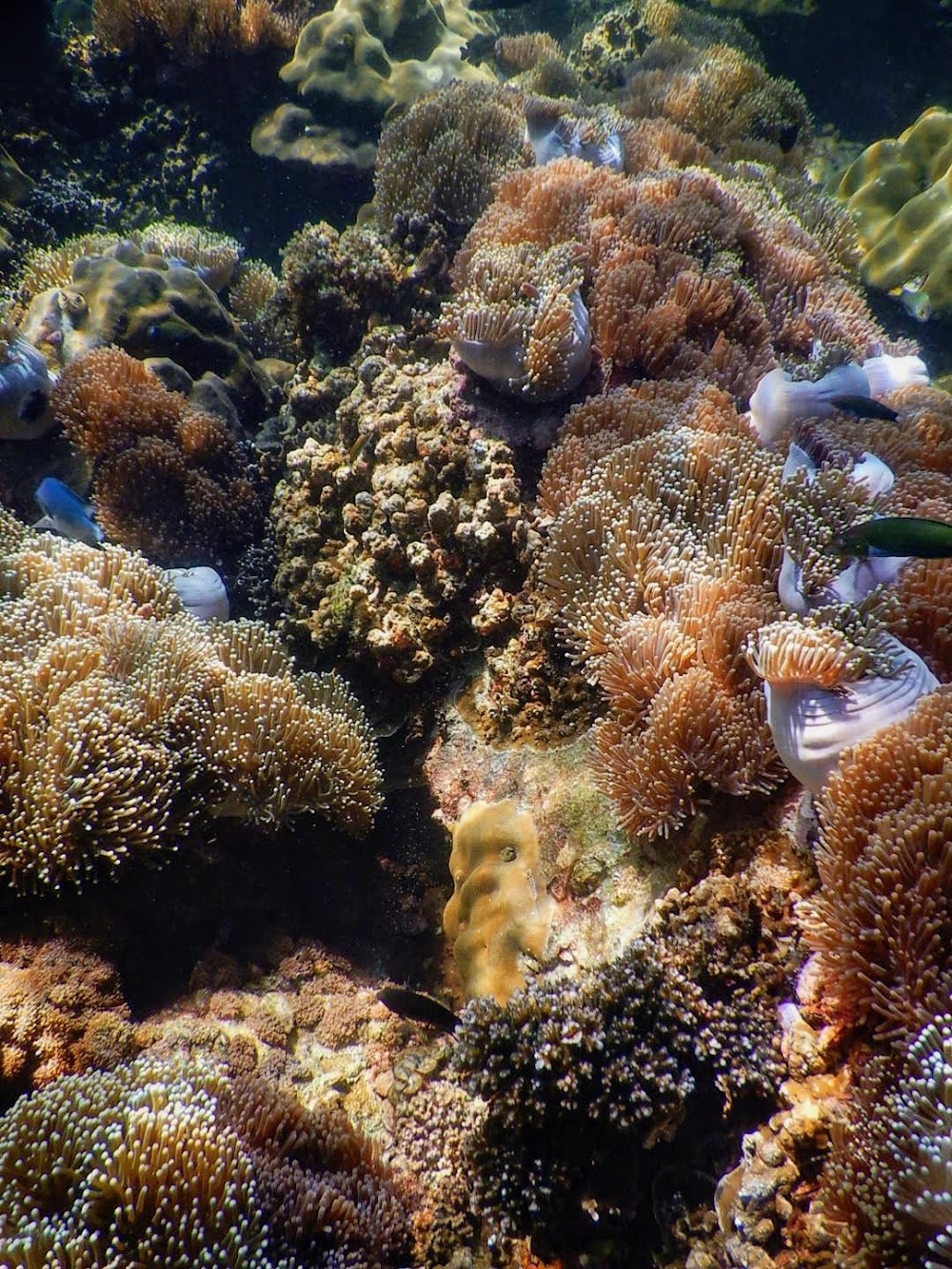 Koh Hin Sorn